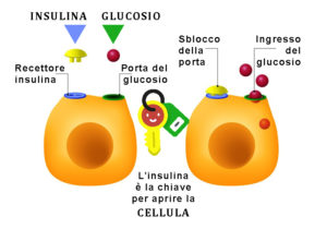 l'insulina-è-la-chiave